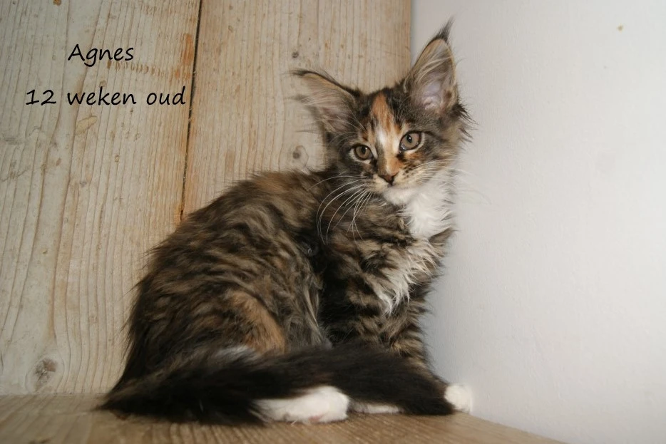agnes